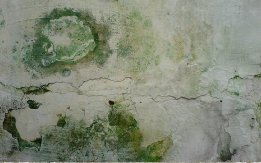 zielone ściany grzyby na ścianach